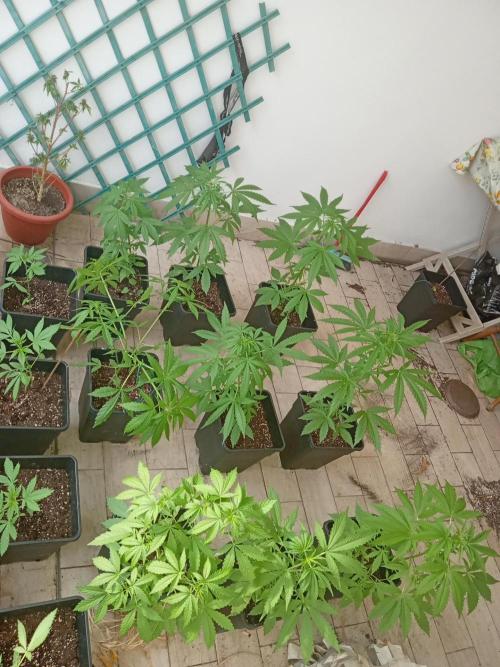 (afghan kush auto) poor Summer part 1. Week 5 - All the peshmerga squad