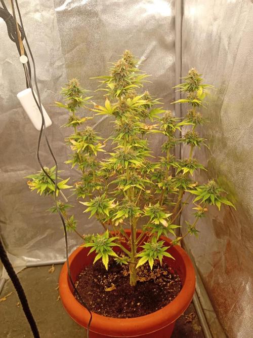 Old glory&lowcost,auto critical buddha. Week 10