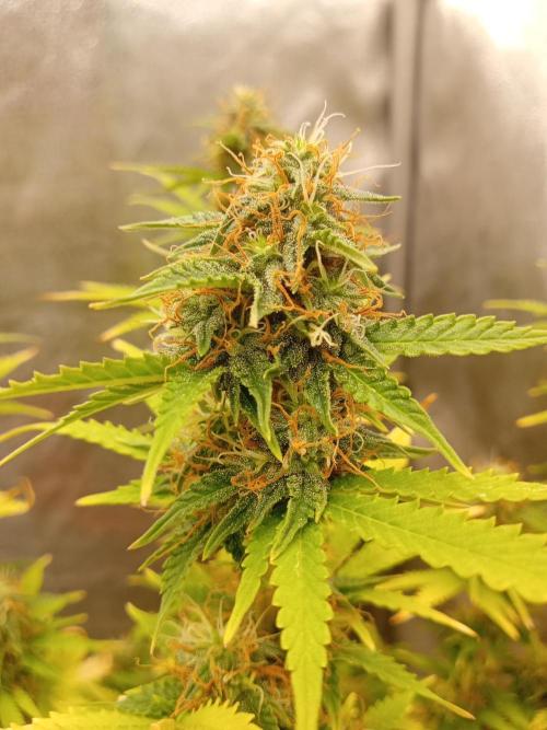 Old glory&lowcost,auto critical buddha. Week 10