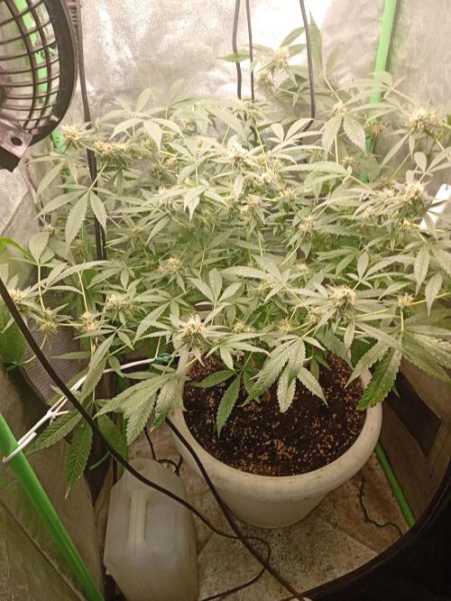 N13 kush by sensi seeds. Week 16