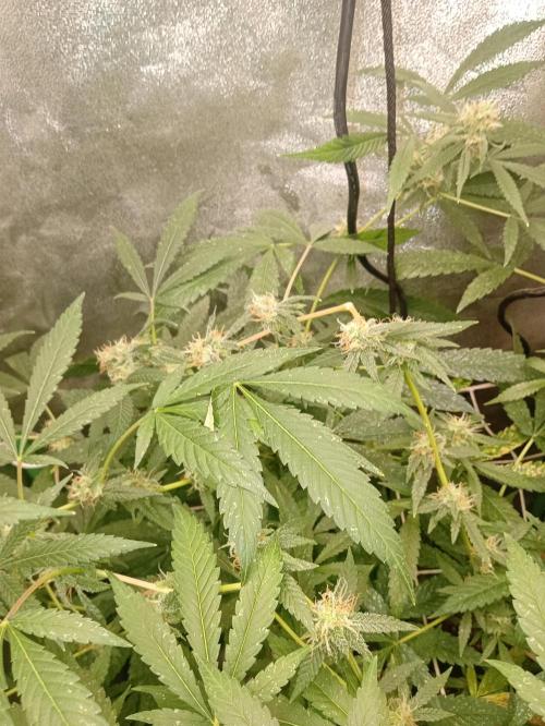 N13 kush by sensi seeds. Week 16