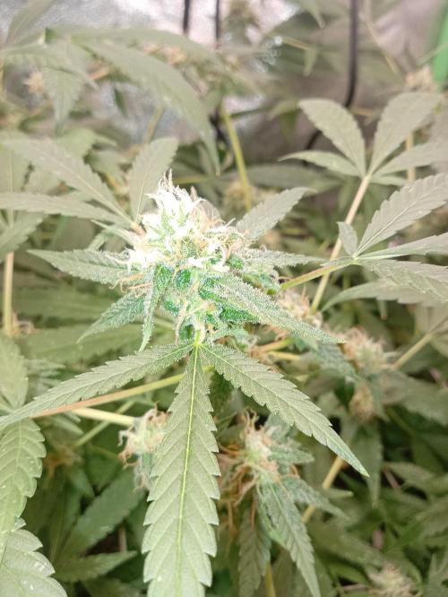 N13 kush by sensi seeds. Week 16