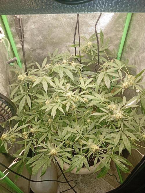 N13 kush by sensi seeds. Week 16