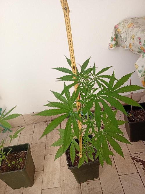 (afghan kush auto) poor Summer part 1. Week 6