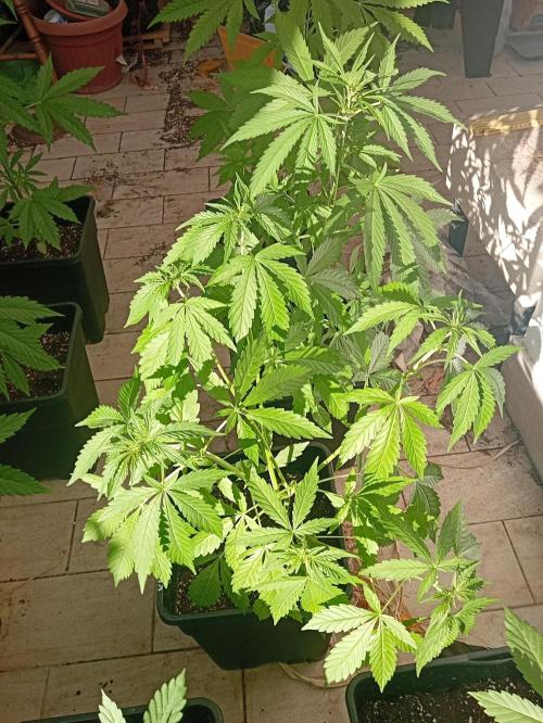 (afghan kush auto) poor Summer part 1. Week 6