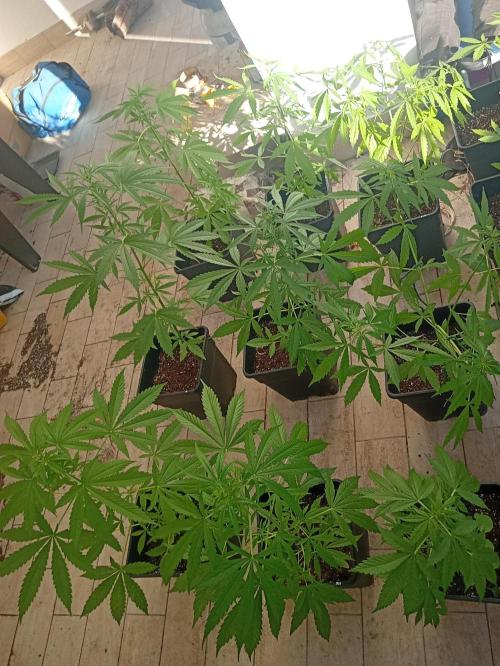 (afghan kush auto) poor Summer part 1. Week 6