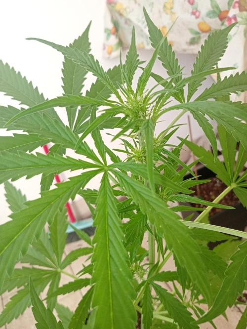 (afghan kush auto) poor Summer part 1. Week 6