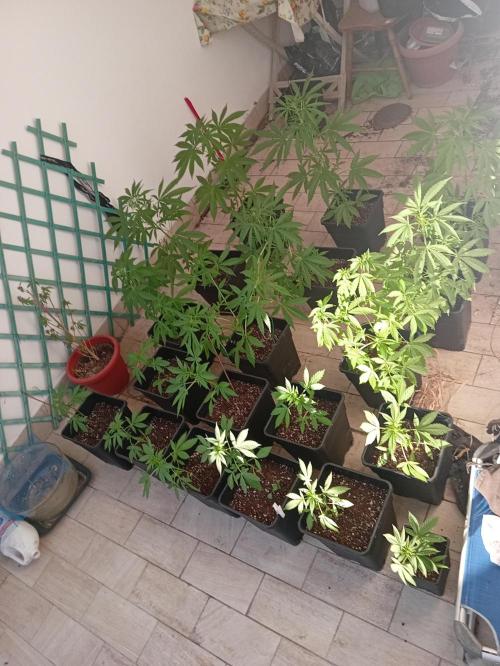 (afghan kush auto) poor Summer part 1. Week 6