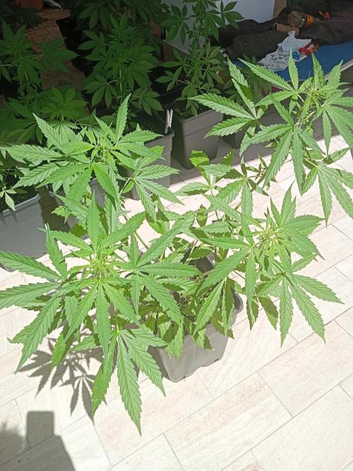 (afghan kush auto) poor Summer part 1. Week 6