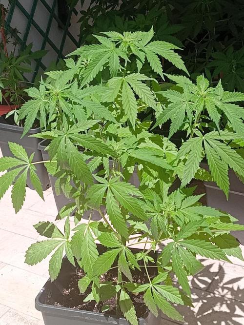 (afghan kush auto) poor Summer part 1. Week 6