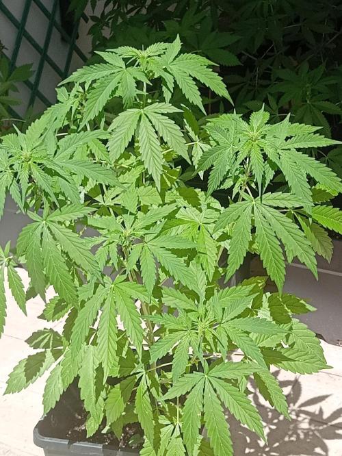 (afghan kush auto) poor Summer part 1. Week 6