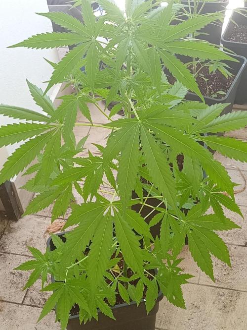 (afghan kush auto) poor Summer part 1. Week 6