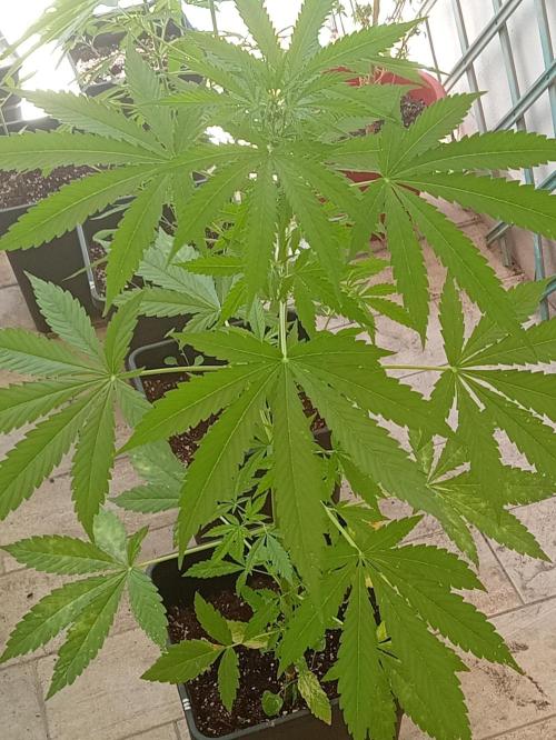 (afghan kush auto) poor Summer part 1. Week 6