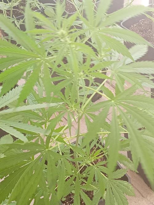 (afghan kush auto) poor Summer part 1. Week 6