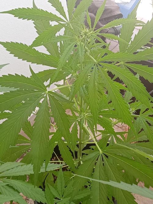 (afghan kush auto) poor Summer part 1. Week 6