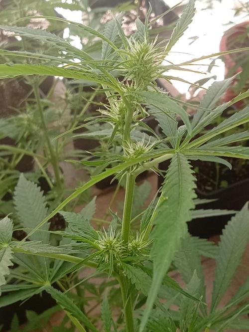 (afghan kush auto) poor Summer part 1. Week 6