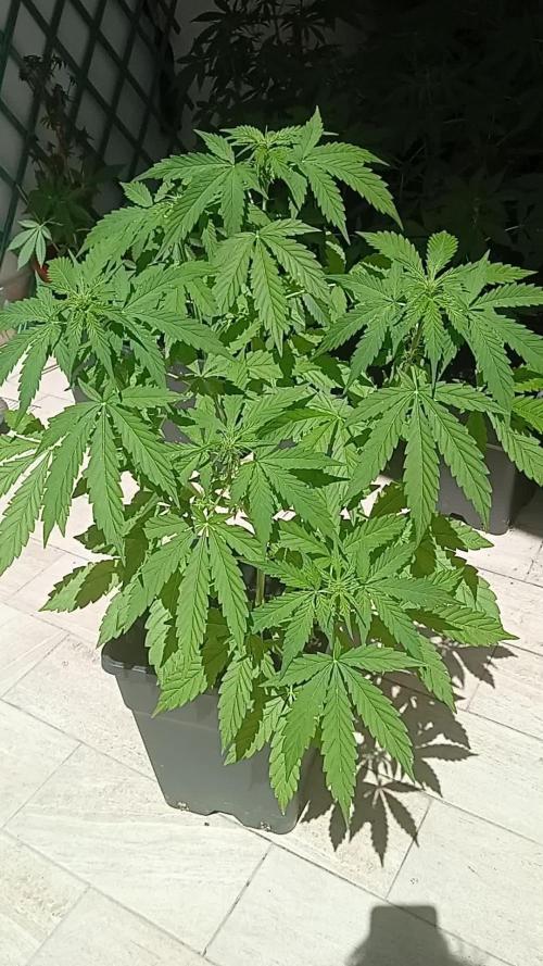 (afghan kush auto) poor Summer part 1