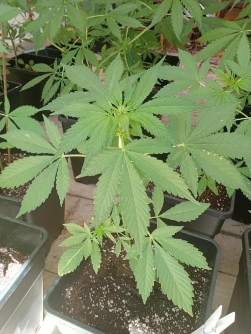 (🍌purple punch RF3) Poor Summer part2. Week 5