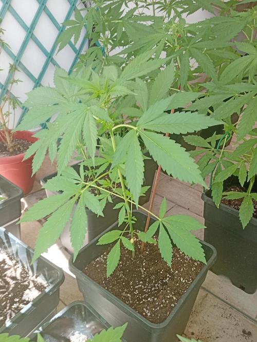 (🍌purple punch RF3) Poor Summer part2. Week 5