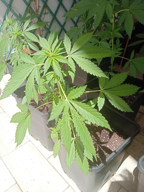 (🍌purple punch RF3) Poor Summer part2. Week 5
