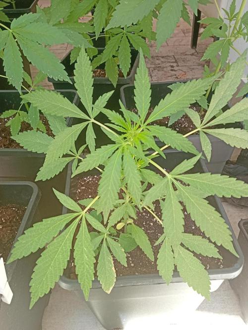 (🍌purple punch RF3) Poor Summer part2. Week 5