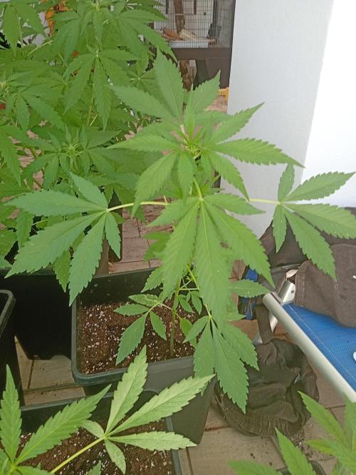 (🍌purple punch RF3) Poor Summer part2. Week 5