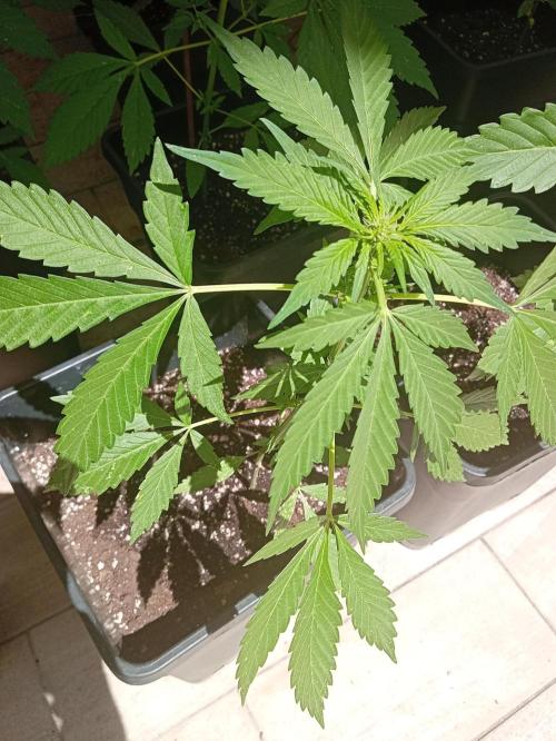 (🍌purple punch RF3) Poor Summer part2. Week 5