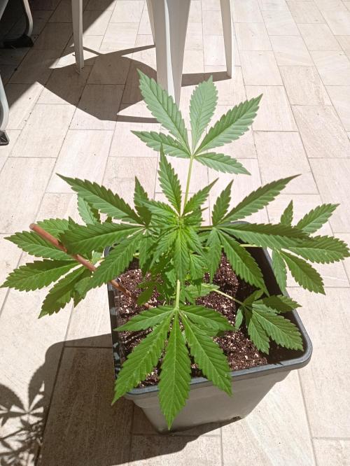 (🍌purple punch RF3) Poor Summer part2. Week 5