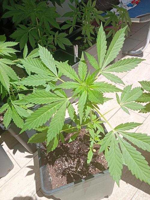 (🍌purple punch RF3) Poor Summer part2. Week 5