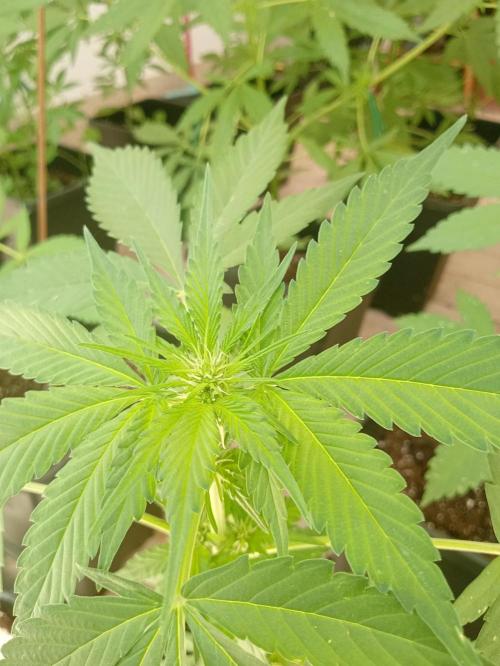(🍌purple punch RF3) Poor Summer part2. Week 5
