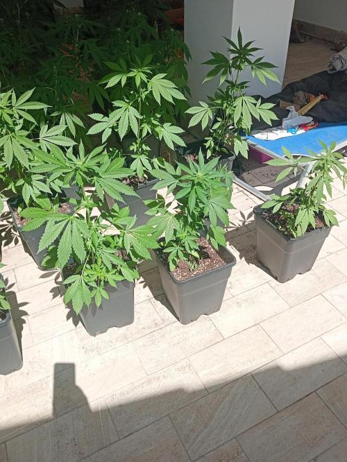 (🍌purple punch RF3) Poor Summer part2. Week 5