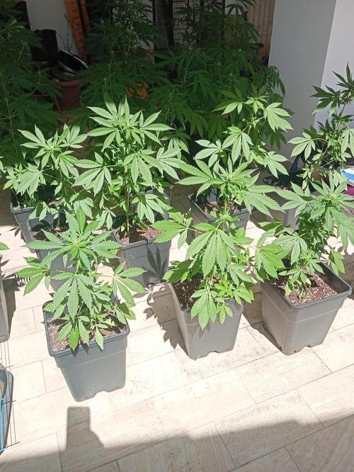 (🍌purple punch RF3) Poor Summer part2. Week 5
