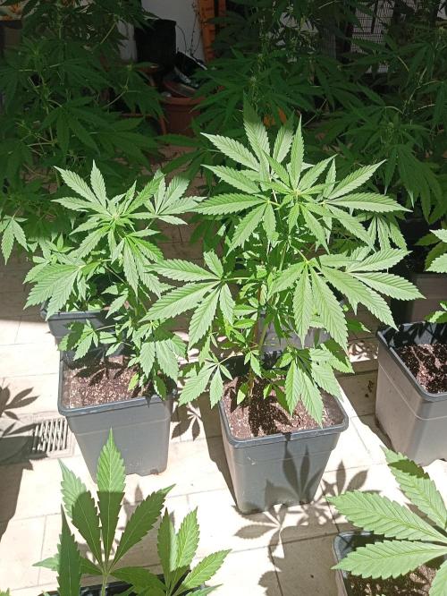 (🍌purple punch RF3) Poor Summer part2. Week 5
