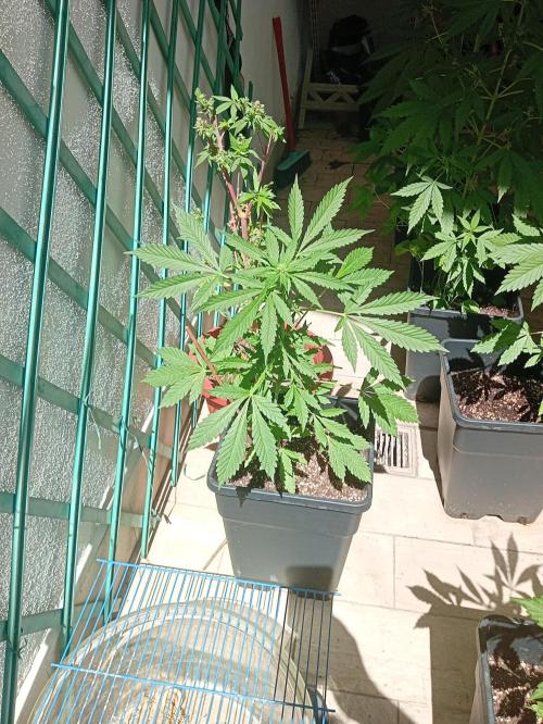 (🍌purple punch RF3) Poor Summer part2. Week 5