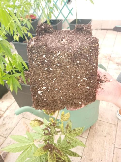 (Lemon mandarine) Poor Summer extra part. Week 5