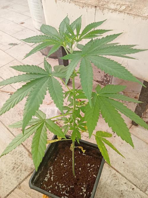 Light-Mix. Week 5
