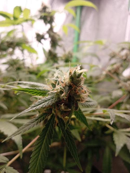 N13 kush by sensi seeds. Week 18