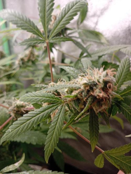 N13 kush by sensi seeds. Week 18