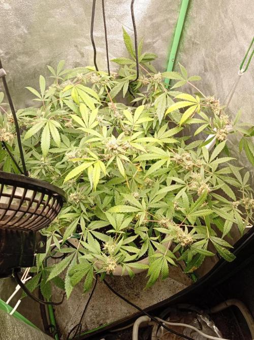 N13 kush by sensi seeds. Week 18