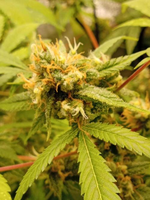 N13 Kush. Week 18
