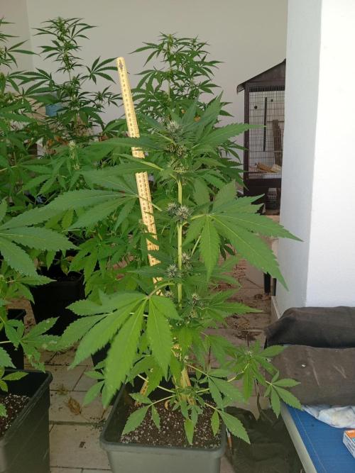 (🍌purple punch RF3) Poor Summer part2. Week 6 - 70cm tall