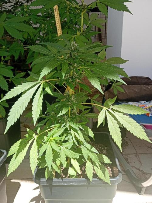 (🍌purple punch RF3) Poor Summer part2. Week 6