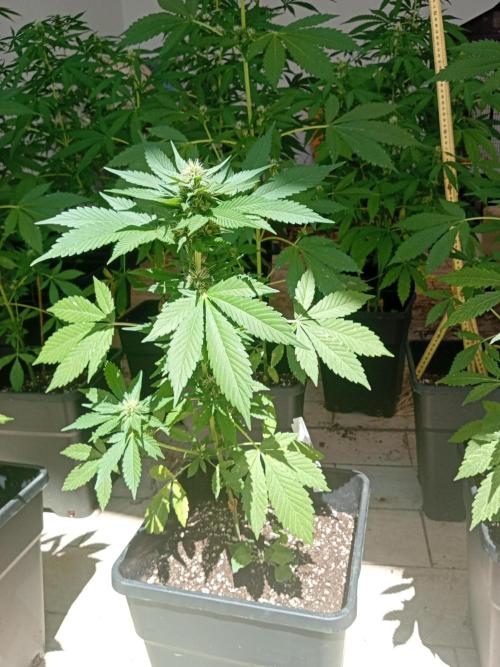 (🍌purple punch RF3) Poor Summer part2. Week 6 - Test plant (above allmix upper 30%ligth mix)