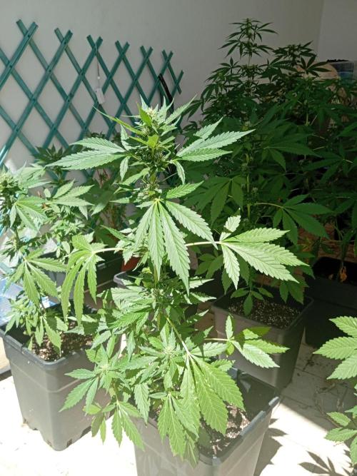 (🍌purple punch RF3) Poor Summer part2. Week 6