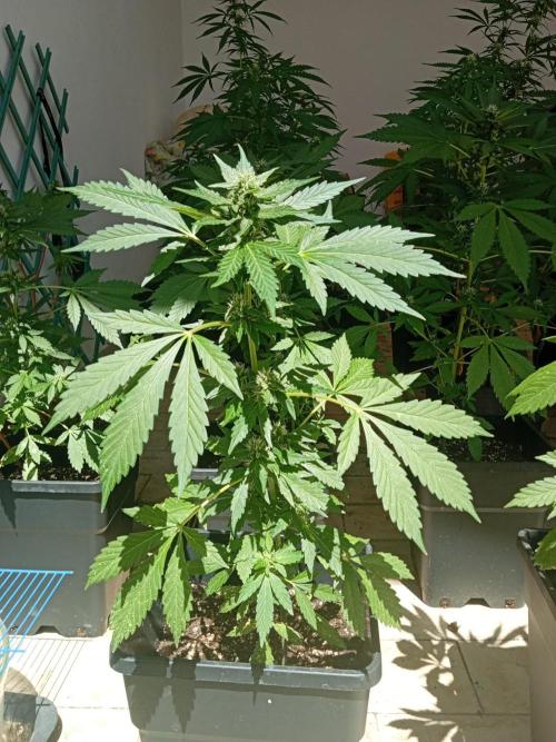 (🍌purple punch RF3) Poor Summer part2. Week 6
