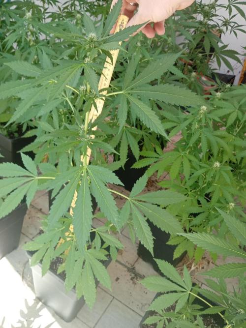 (🍌purple punch RF3) Poor Summer part2. Week 6 - 80cm tall