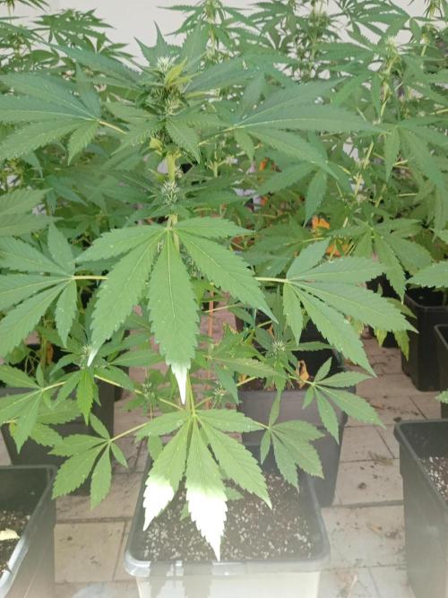 (🍌purple punch RF3) Poor Summer part2. Week 6