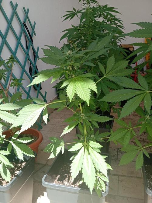 (🍌purple punch RF3) Poor Summer part2. Week 6