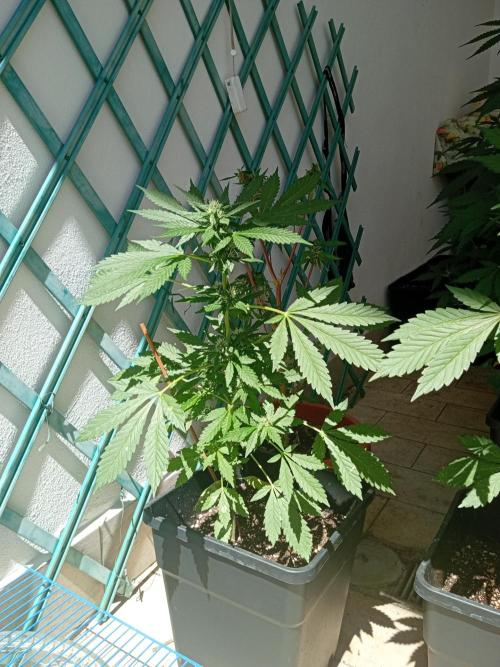 (🍌purple punch RF3) Poor Summer part2. Week 6