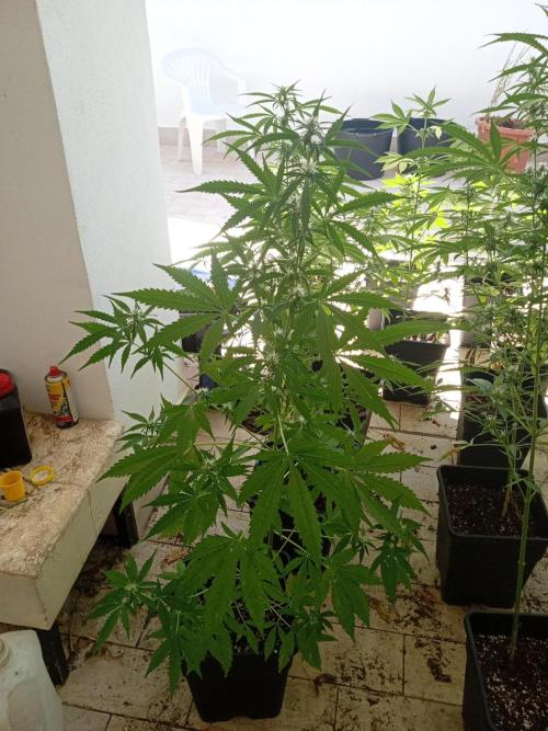 (afghan kush auto) poor Summer part 1. Week 7